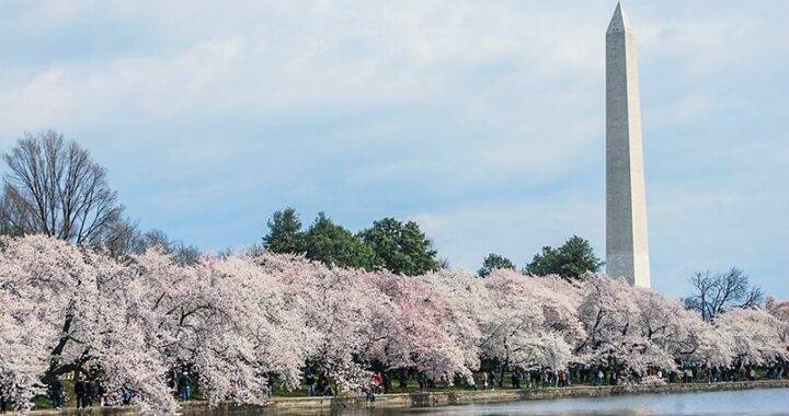 ญี่ปุ่นมอบต้นซากุระใหม่ 250 ต้นแก่วอชิงตัน ญี่ปุ่นมอบต้นซากุระใหม่ 250 ต้นแก่สหรัฐฯ เพื่อช่วยทดแทนต้นซากุระหลายร้อยต้นที่ถูกฉีกทิ้งใน